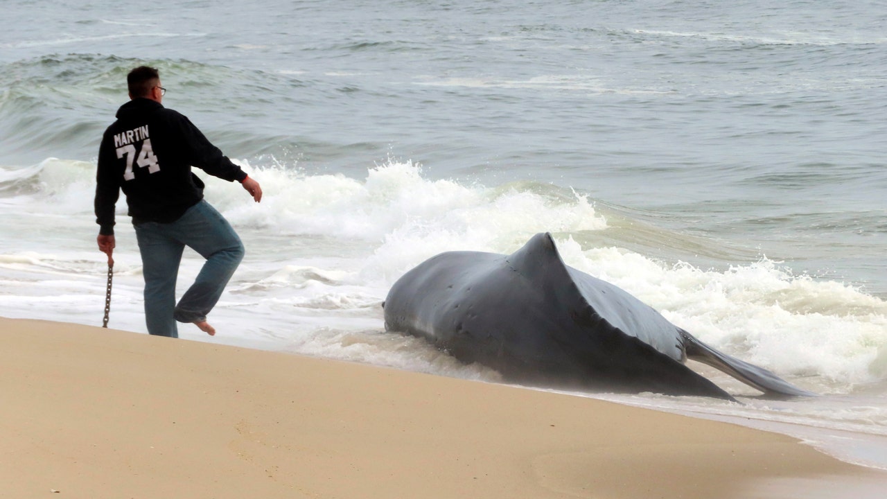 First dead whale of the season washes up on Jersey Shore | True Battle