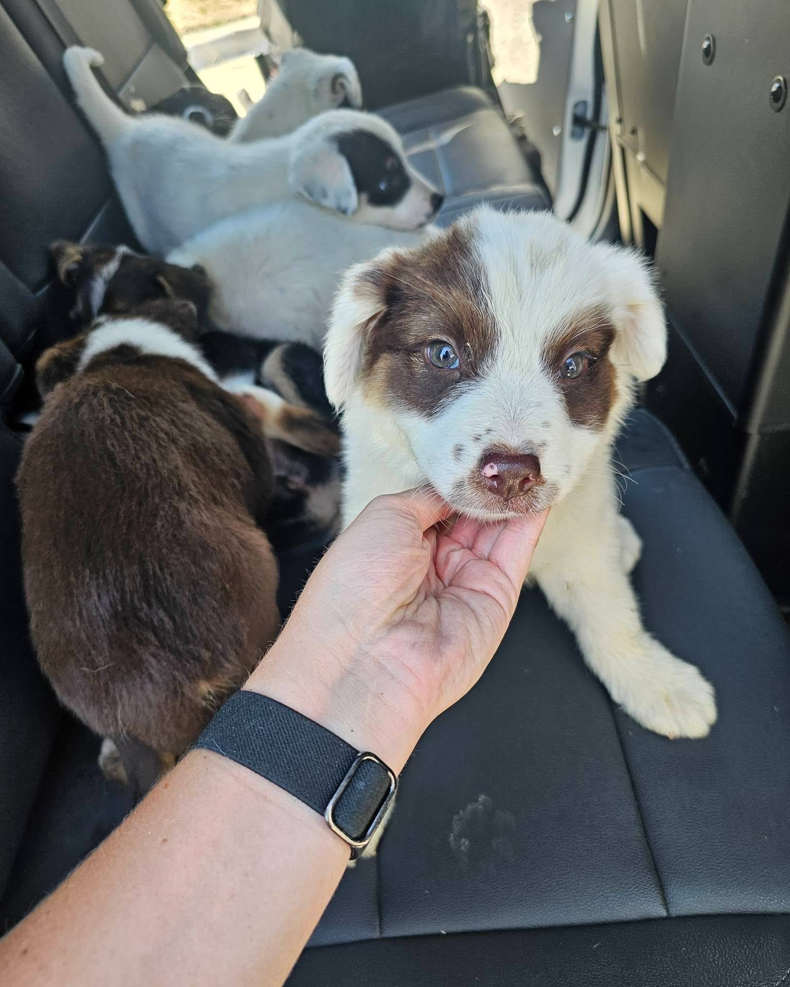 An officer pets one of the puppies abandoned in 100F weather with no water. Deputy Collin Stephenson, who responded to the rescue call, adopted one of the pups