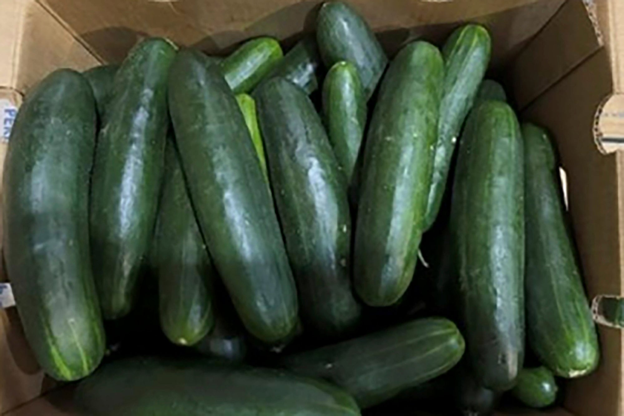 This undated photo provided by the U.S. Food and Drug Administration shows cucumbers in Florida recalled