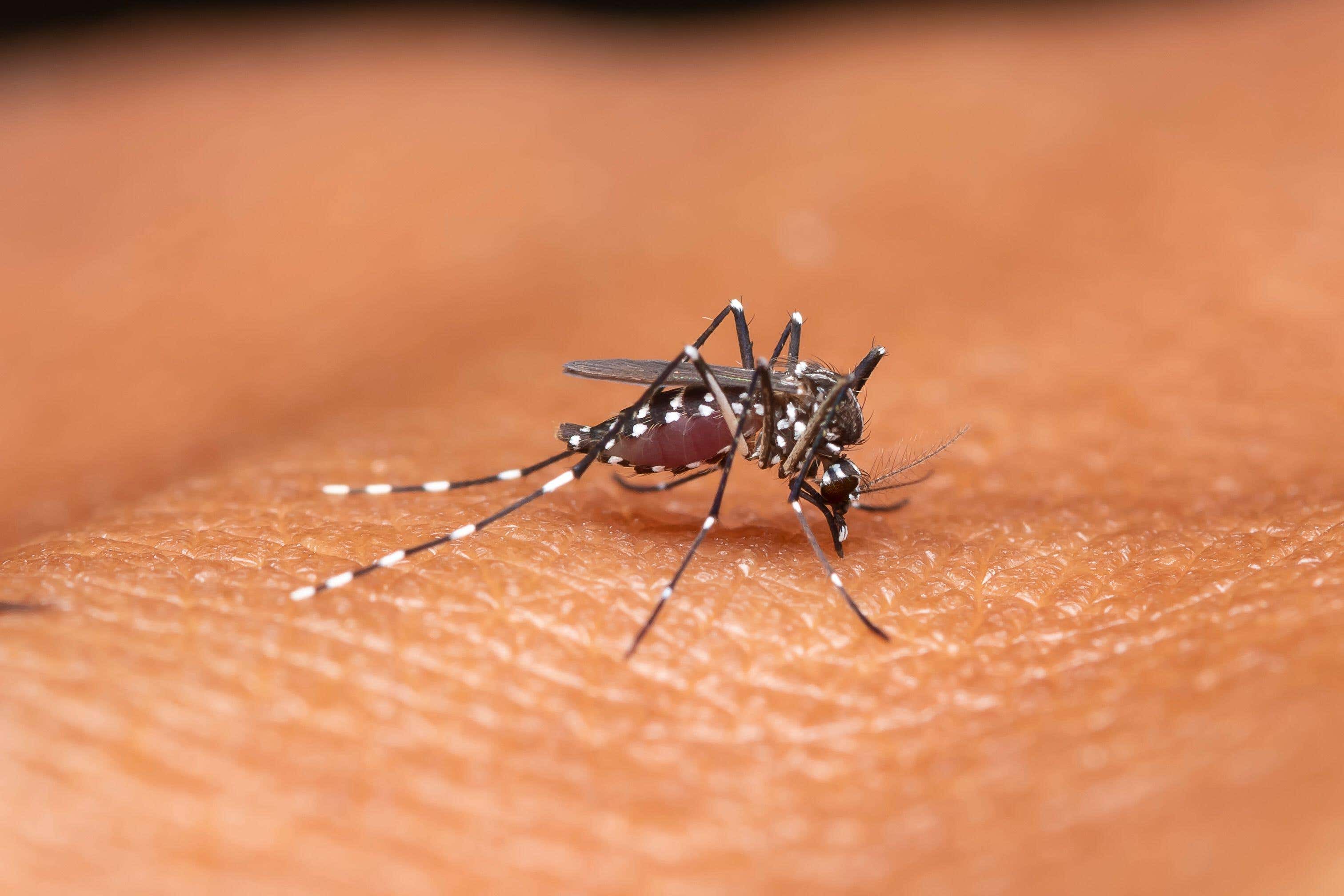 A female Anopheles mosquito is engorged while feeding on human blood. Several Massachusetts communities are under voluntary curfew following the threat of Eastern Equine Encephalitis virus in local mosquitoes.