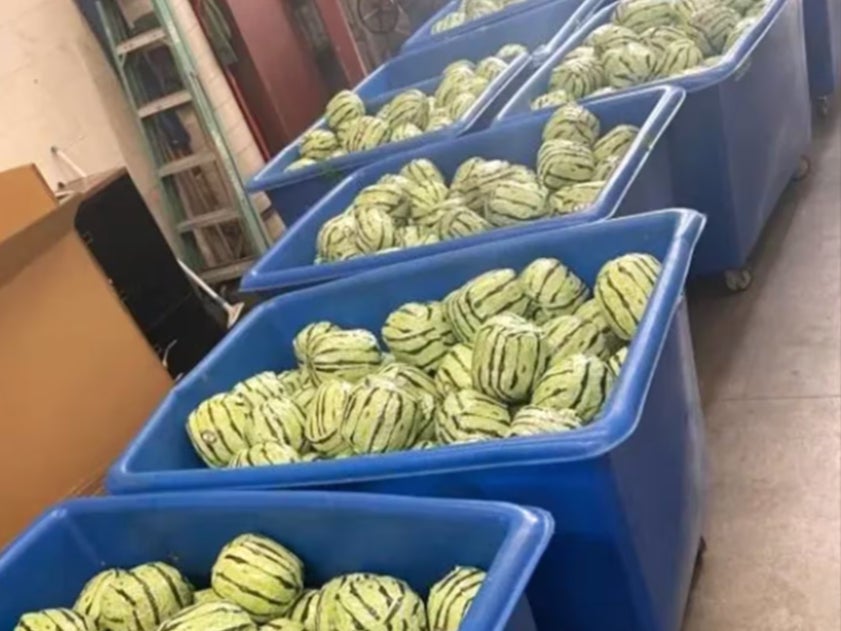 Plastic containers holding some of the bags disguised as watermelons