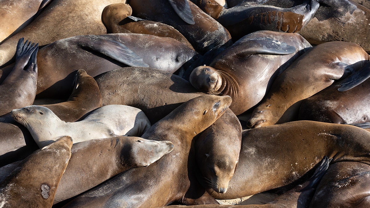 Sea lions in congested pile