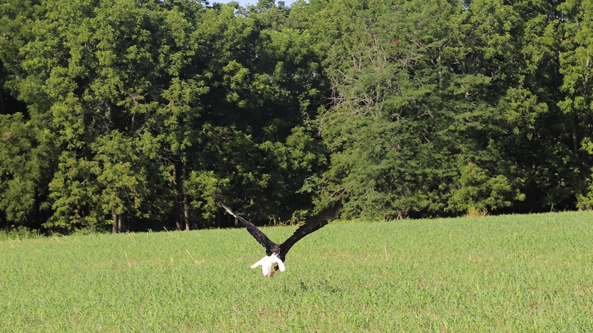 bald eagle flying away