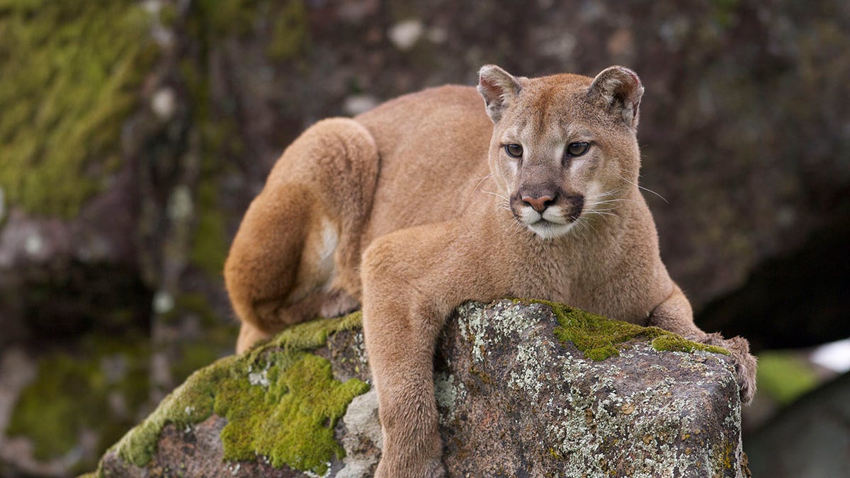 Mountain Lion lying down