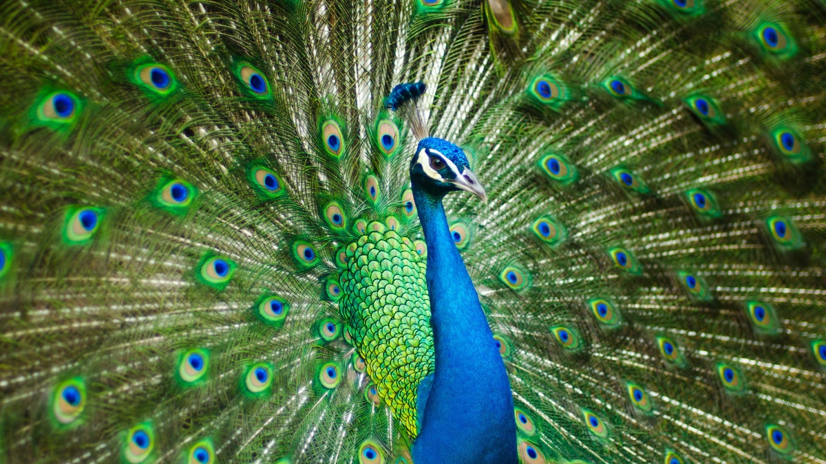 A blue and green peacock