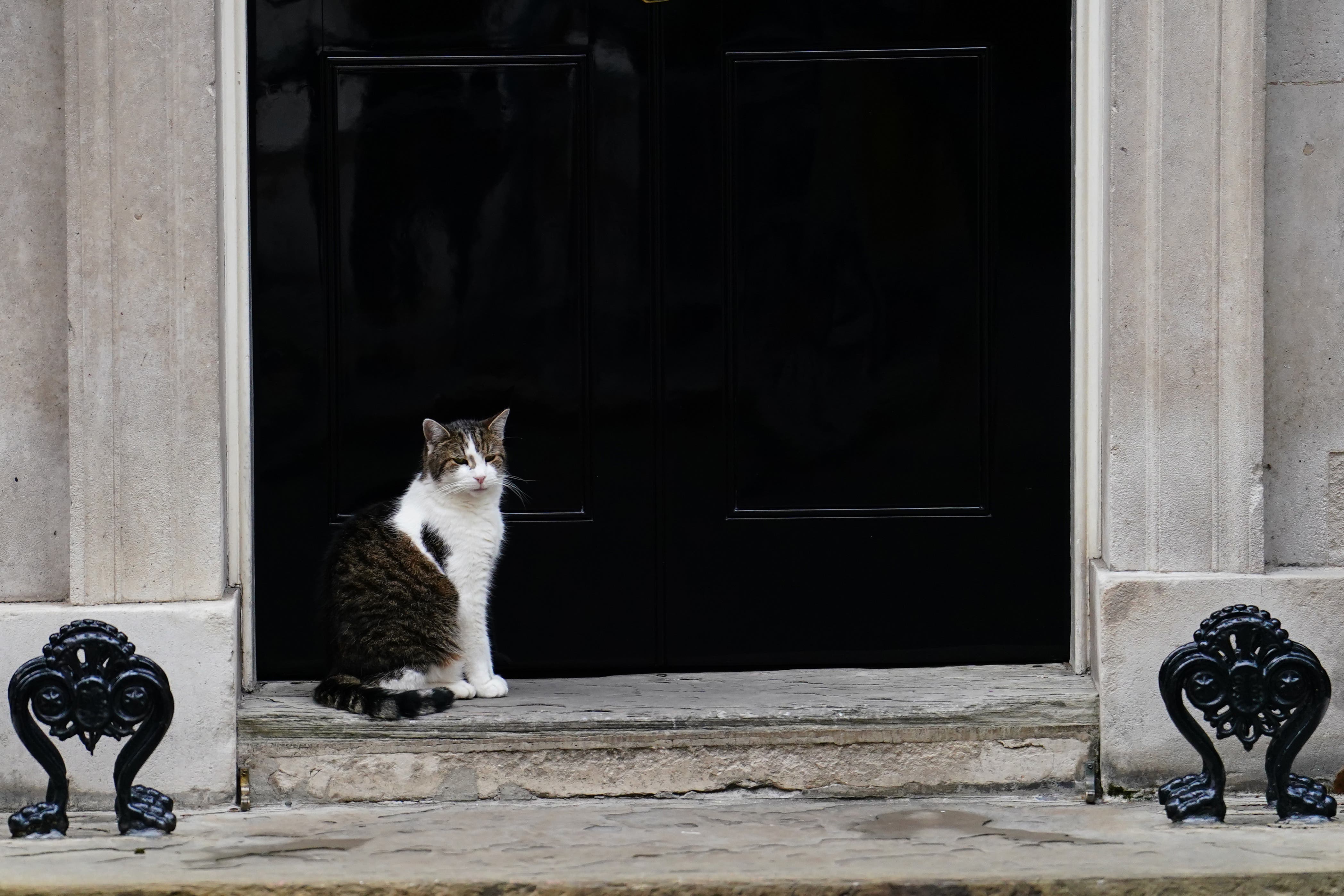 Larry the cat in Downing Street, London, ahead of a Cabinet meeting (Jordan Pettitt/PA)