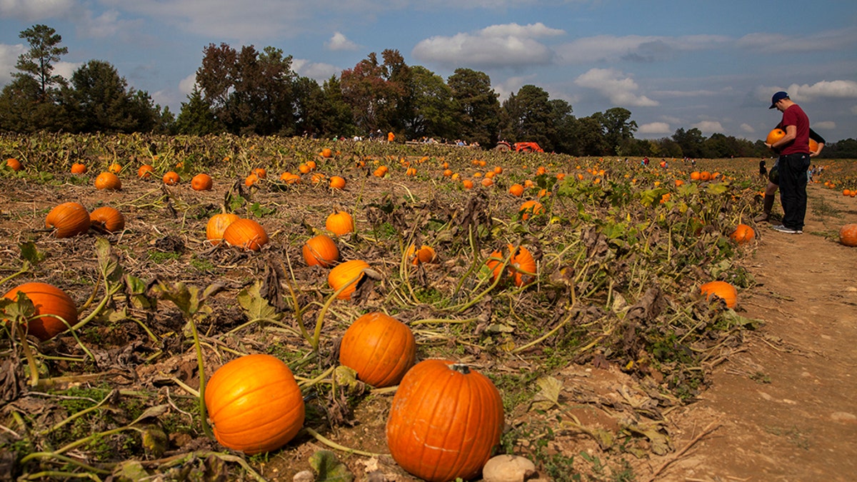 Pumpkin patch