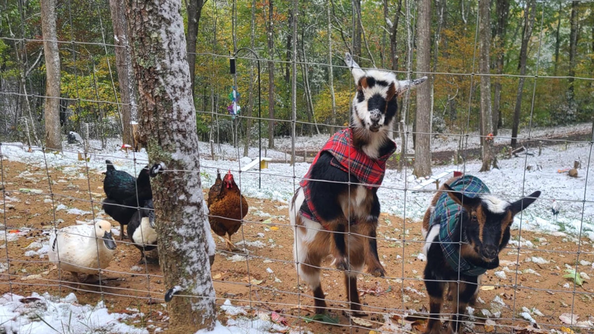 Animals in western NC snow