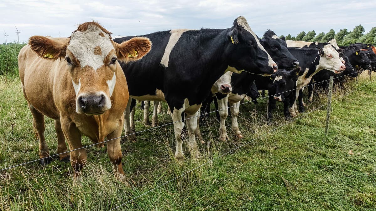 Cows in field