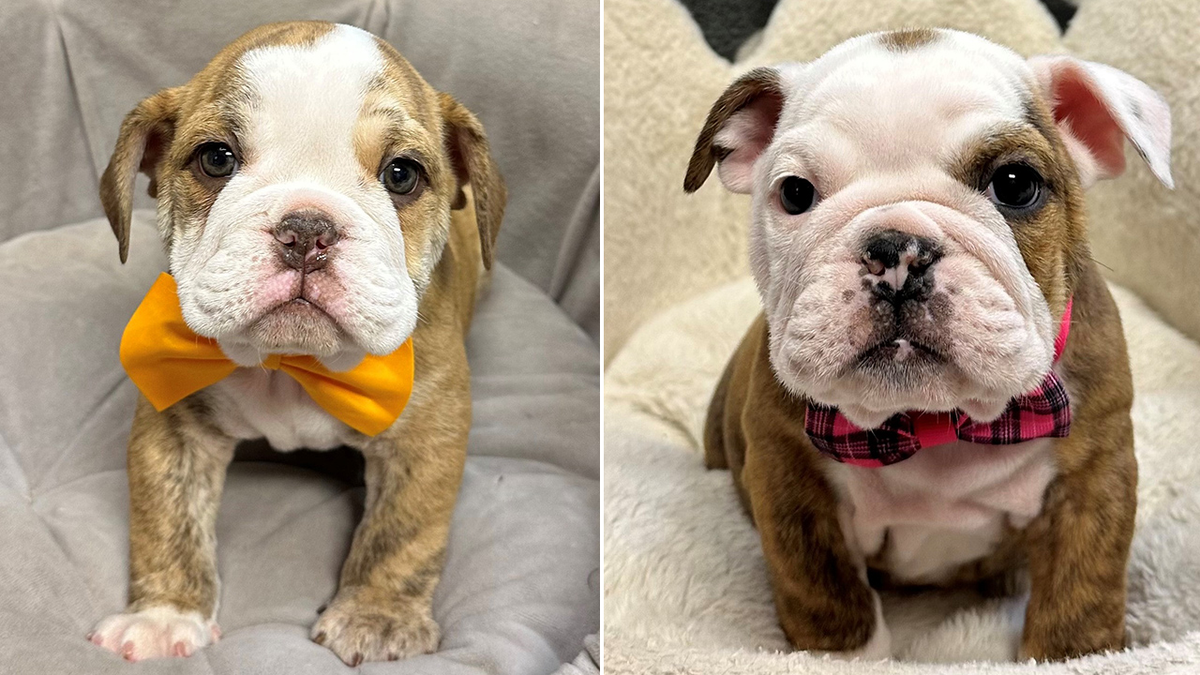 Bulldog puppies stolen from store